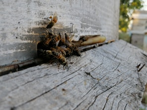 A cluster of bees congregate around the entrance of a weathered wooden hive, with one bee in flight displaying its wings. The surface of the wood is rough with visible grains and minor damage, indicating age and exposure. In the blurred background, foliage and additional hives are visible, suggesting a natural or beekeeping environment.