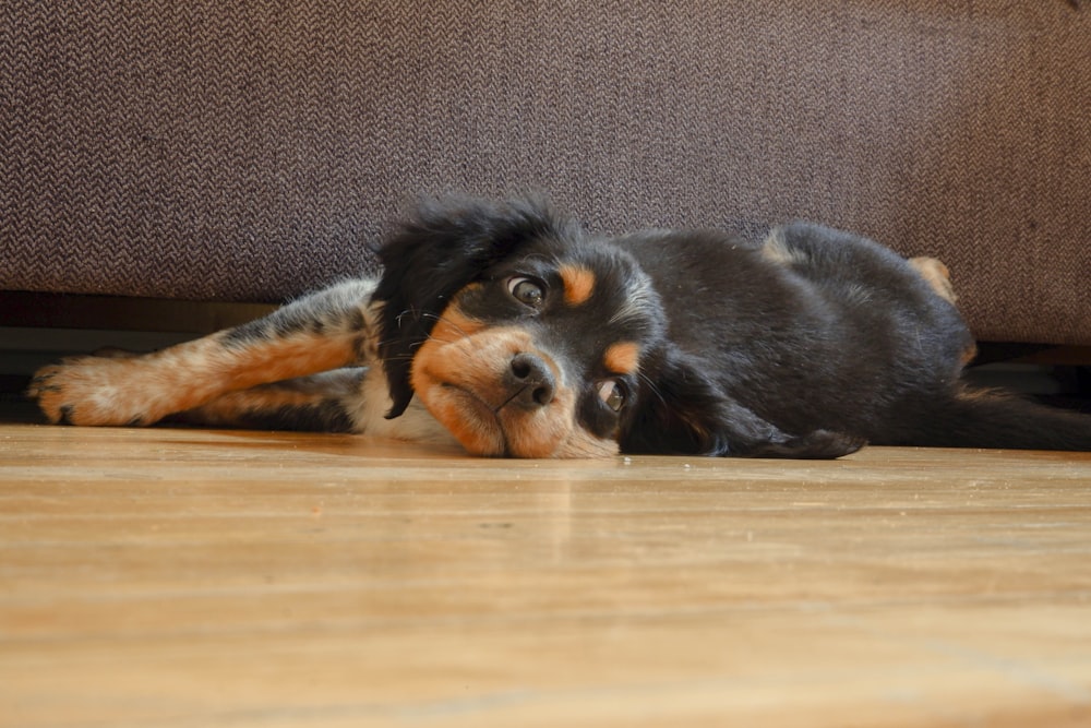 chien noir et brun à poil court couché sur le sol