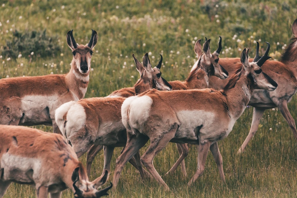 herd of brown and white deer on green grass field during daytime