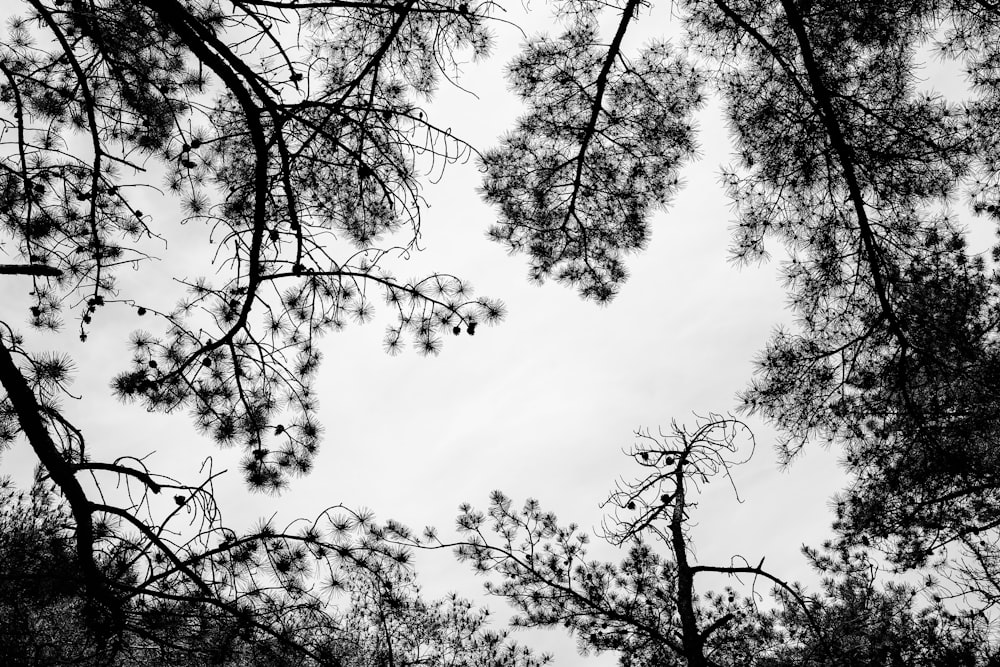 grayscale photo of trees under cloudy sky