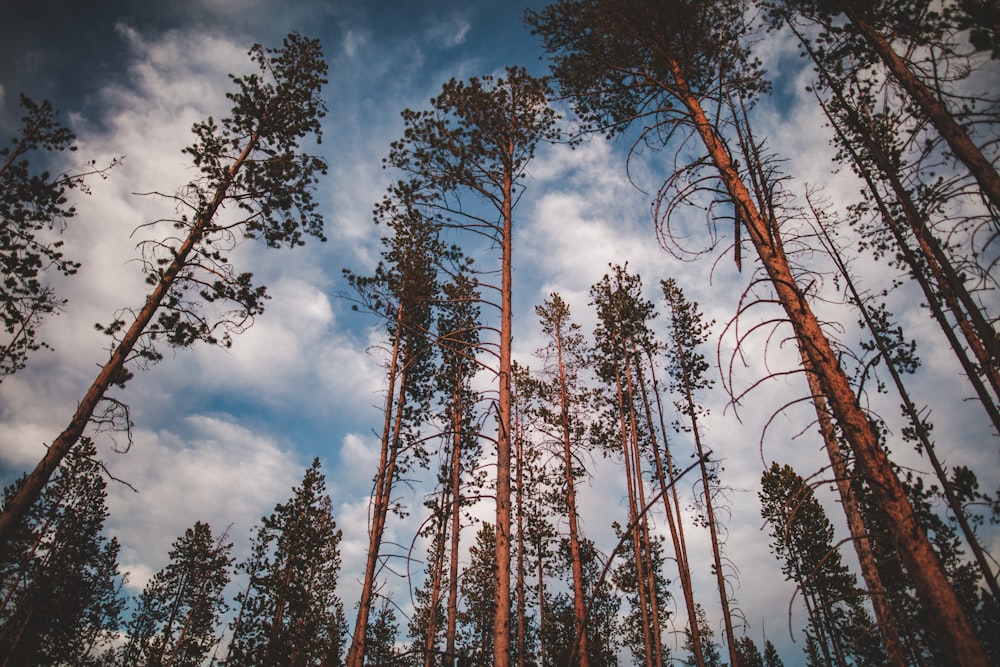 brown trees under blue sky during daytime