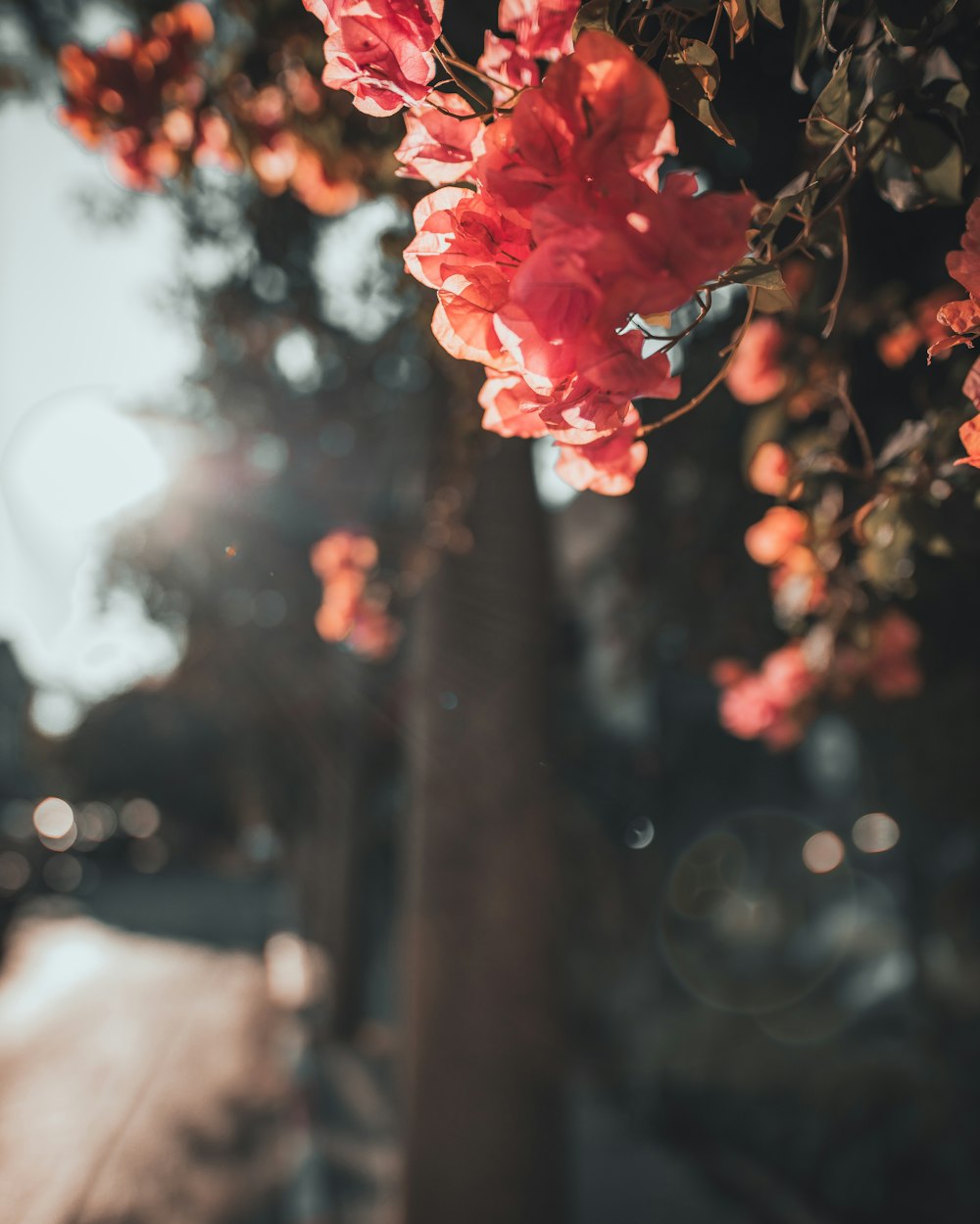 pink flower in tilt shift lens