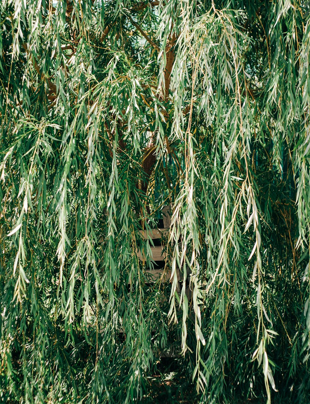 green and brown plant during daytime