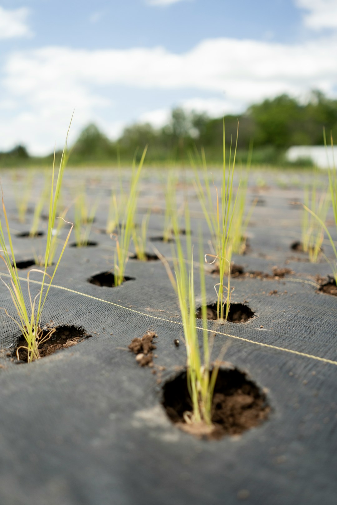 green grass on gray sand during daytime