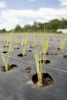 Small plants are emerging from circular holes in a black tarp laid out on the ground. The young green shoots are evenly spaced, indicating a systematic planting method. The background shows a blurred view of greenery under a partly cloudy sky.