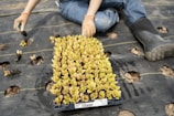 A person wearing gloves and rubber boots is planting young seedlings in a prepared soil mat with evenly spaced holes. The seedlings are organized in a tray, and the person is in the process of transferring them to the holes in the ground. The soil mat is black, with patches of brown soil visible through the holes.