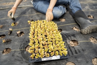A person wearing gloves and rubber boots is planting young seedlings in a prepared soil mat with evenly spaced holes. The seedlings are organized in a tray, and the person is in the process of transferring them to the holes in the ground. The soil mat is black, with patches of brown soil visible through the holes.