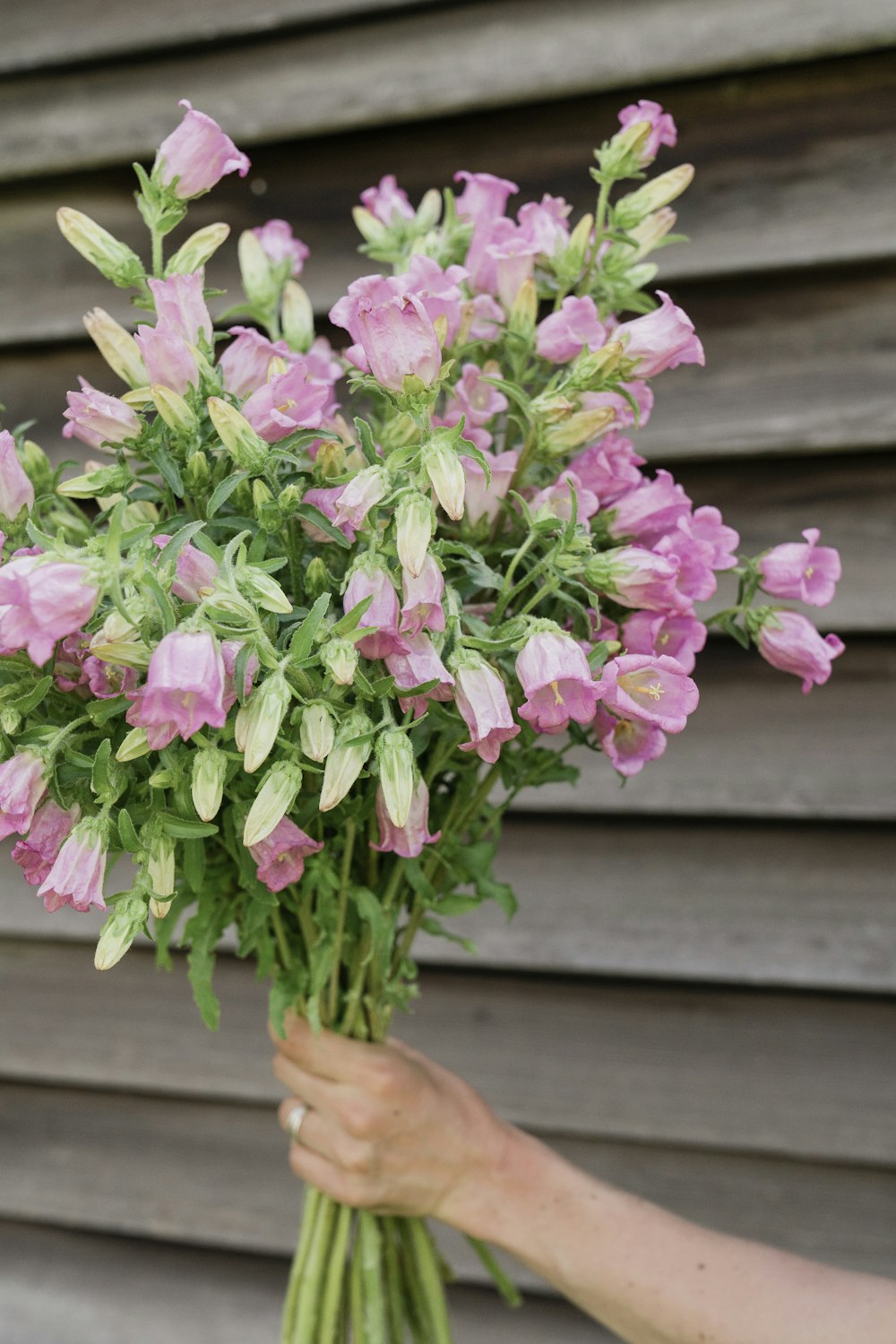 pink flowers on brown wooden table