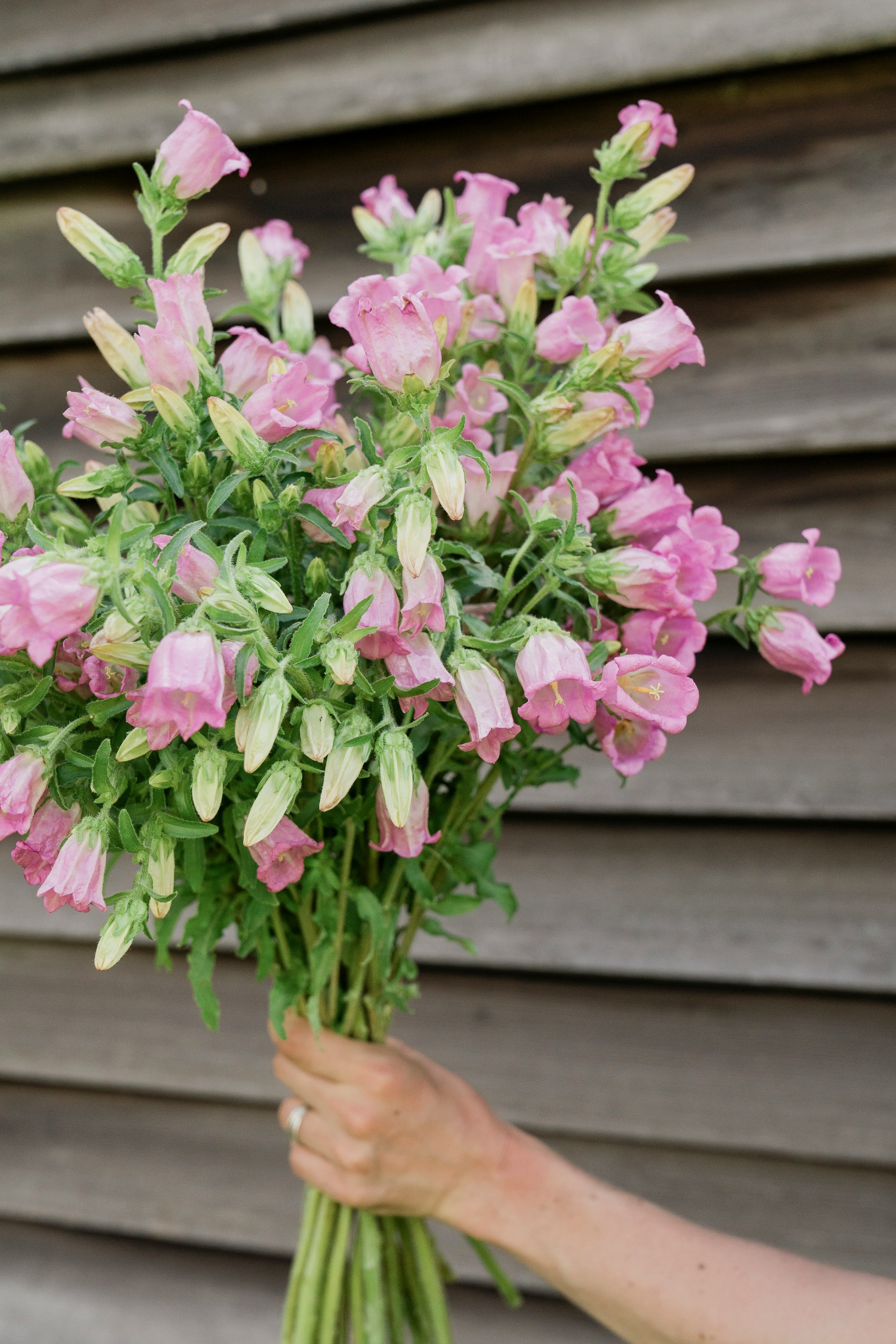 pink flowers on brown wooden table