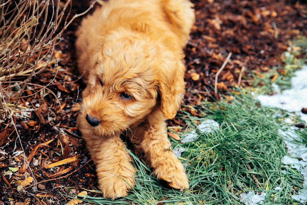 brown long coated small dog on green grass