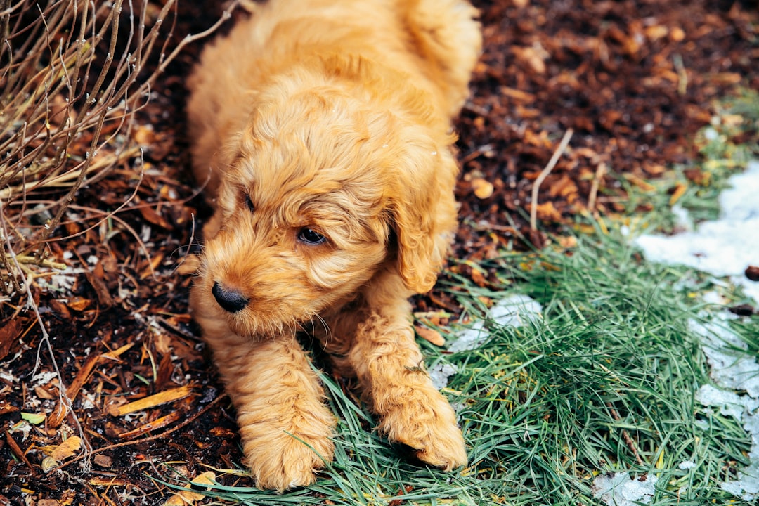 Decoding Goldendoodles: Unraveling the Generational Differences