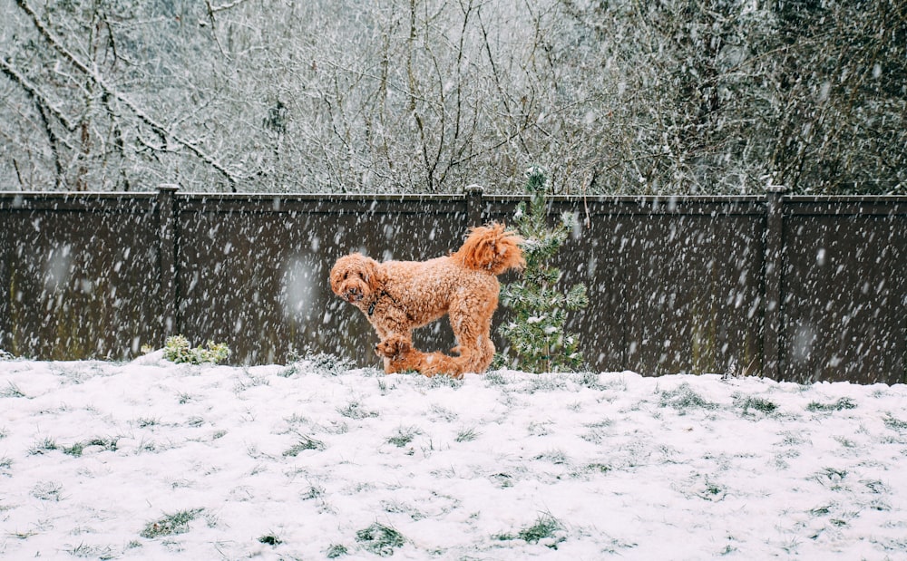 brown long coated small dog on snow covered ground