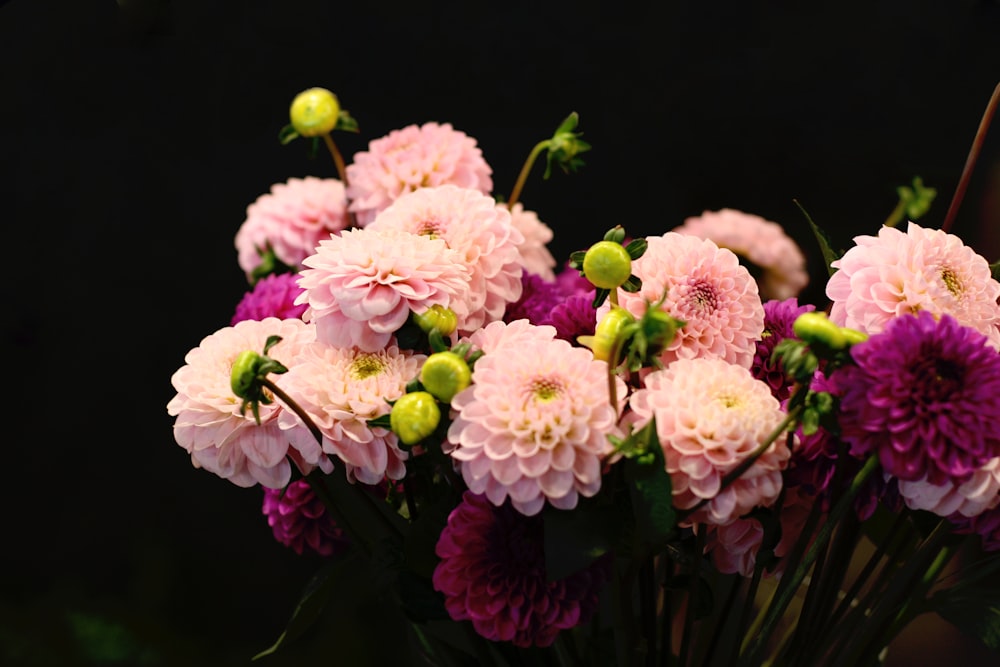 pink and white flowers in black background