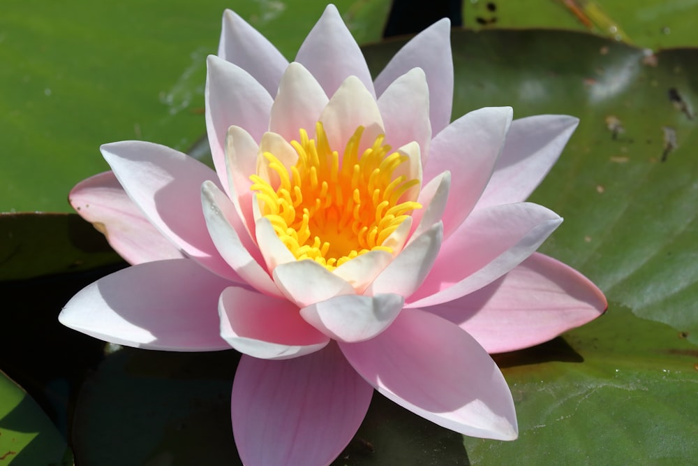 white and yellow lotus flower in bloom