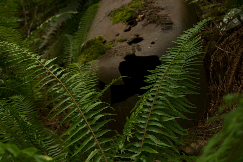 green fern plant near gray concrete wall