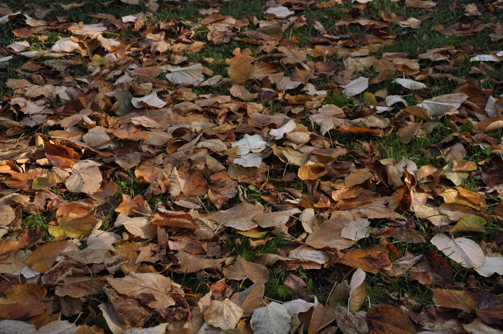 brown dried leaves on ground