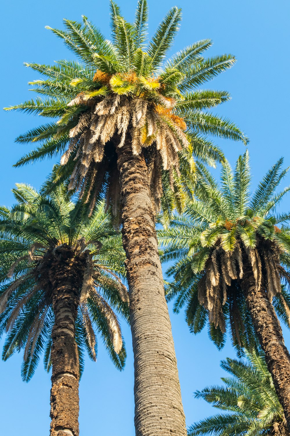 green palm tree under blue sky during daytime