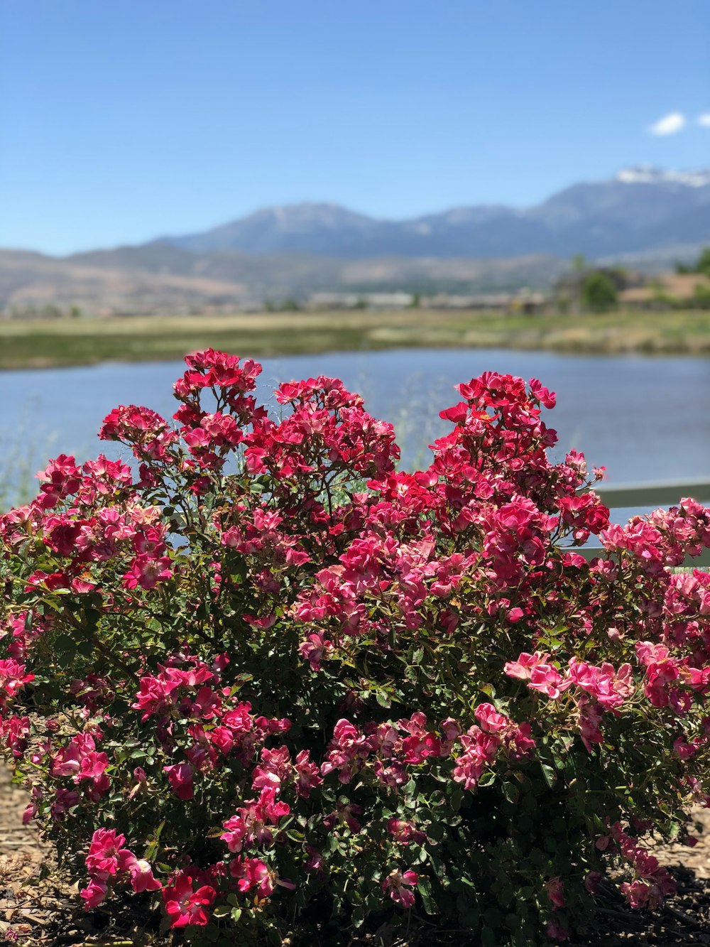 red flowers near body of water during daytime