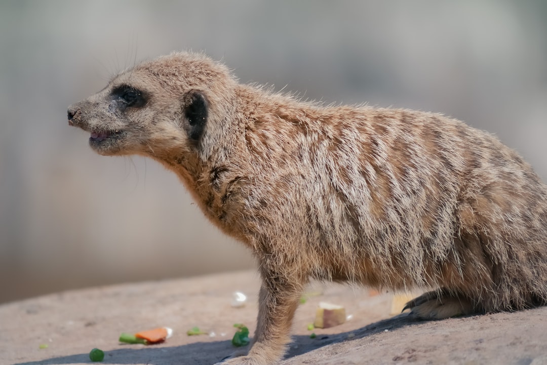 Travel Tips and Stories of Yorkshire Wildlife Park in United Kingdom