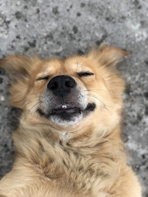 brown long coated dog lying on gray concrete floor