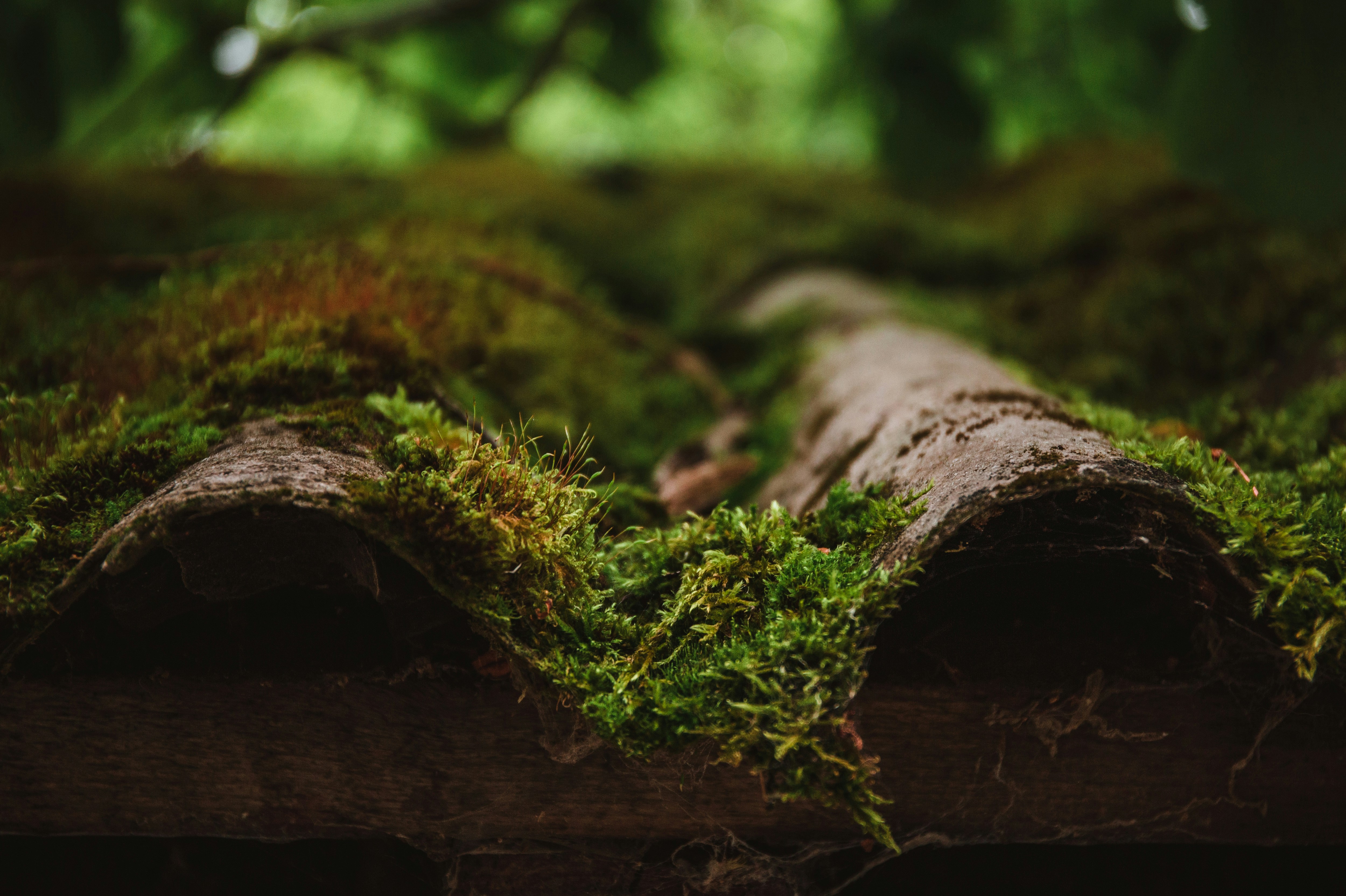 Photo by mery_lu_design