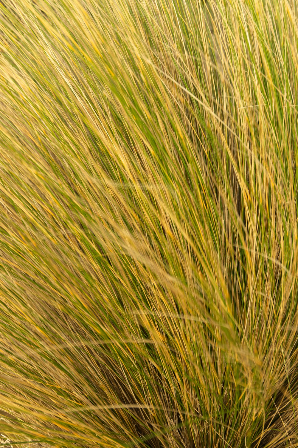 green grass field during daytime