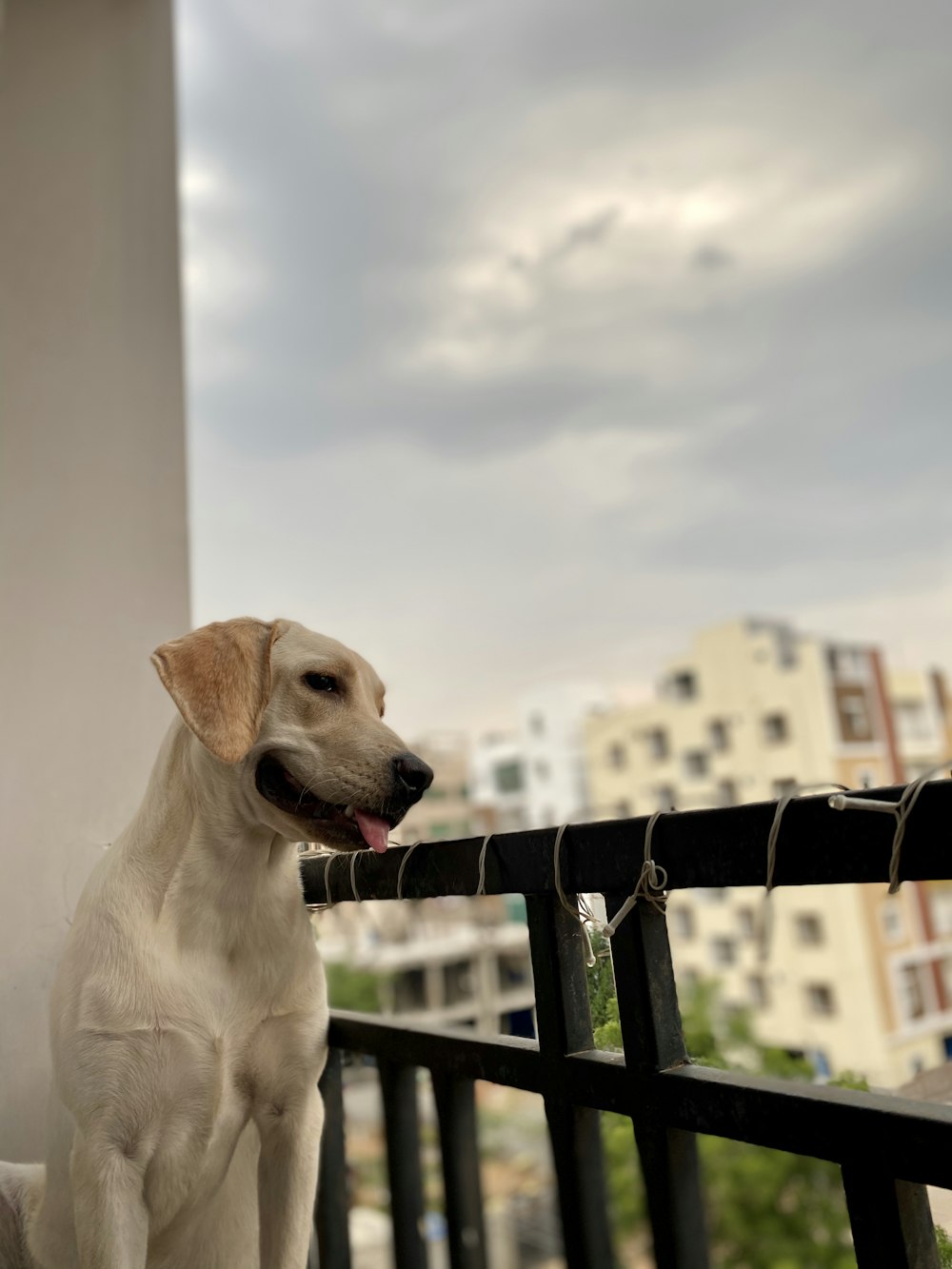 yellow labrador retriever sitting on wooden fence during daytime