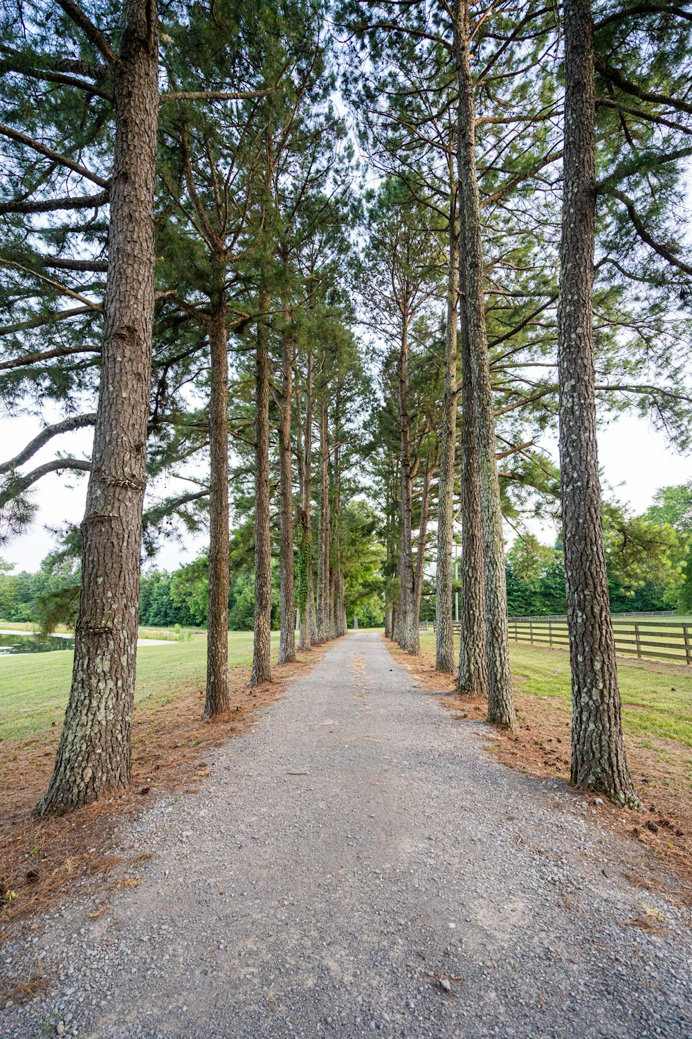 gray pathway between green trees during daytime