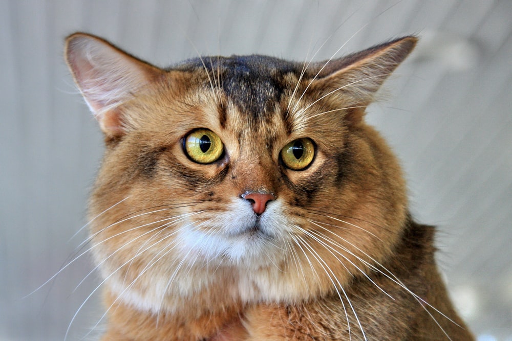 gato castanho e branco com os olhos fechados