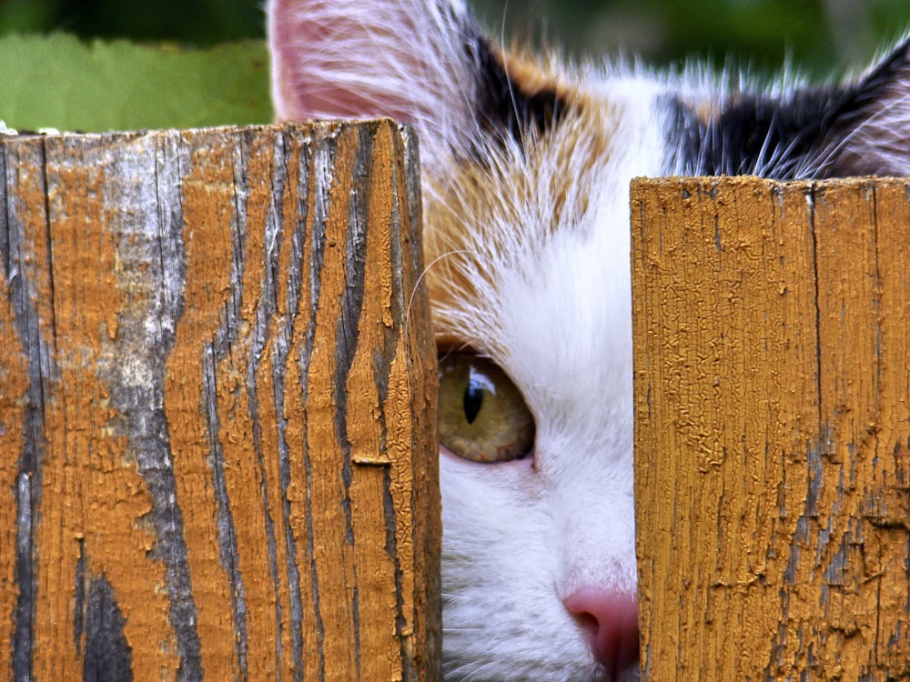 white and brown cat on brown wooden fence