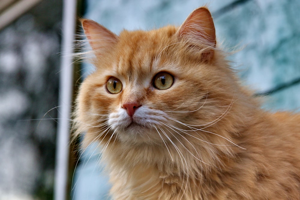 틸트 시프트 렌즈의 주황색 얼룩무늬 고양이