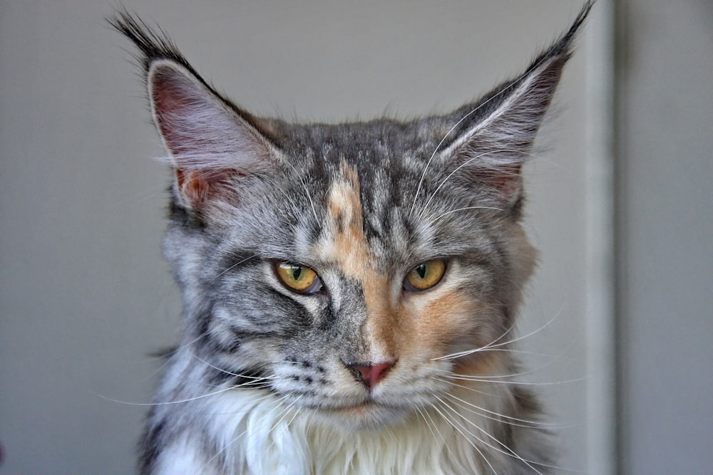 brown tabby cat on white textile