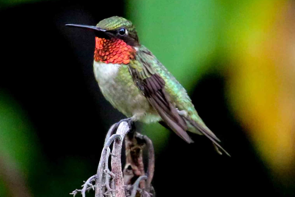 a hummingbird perched on top of a tree branch