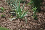 A garden scene with green, pointed leaves of plants emerging from a bed of brown bark mulch. Several different plant varieties are visible, and a slender black hose or pipe runs across the ground.