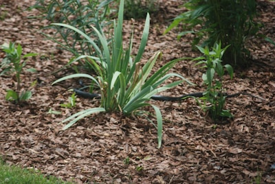 Hand spreading mulch around garden beds with vibrant plants in a Williamsburg home garden.