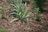 A garden scene with green, pointed leaves of plants emerging from a bed of brown bark mulch. Several different plant varieties are visible, and a slender black hose or pipe runs across the ground.