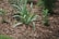 A garden scene with green, pointed leaves of plants emerging from a bed of brown bark mulch. Several different plant varieties are visible, and a slender black hose or pipe runs across the ground.