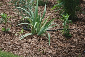 A garden scene with green, pointed leaves of plants emerging from a bed of brown bark mulch. Several different plant varieties are visible, and a slender black hose or pipe runs across the ground.