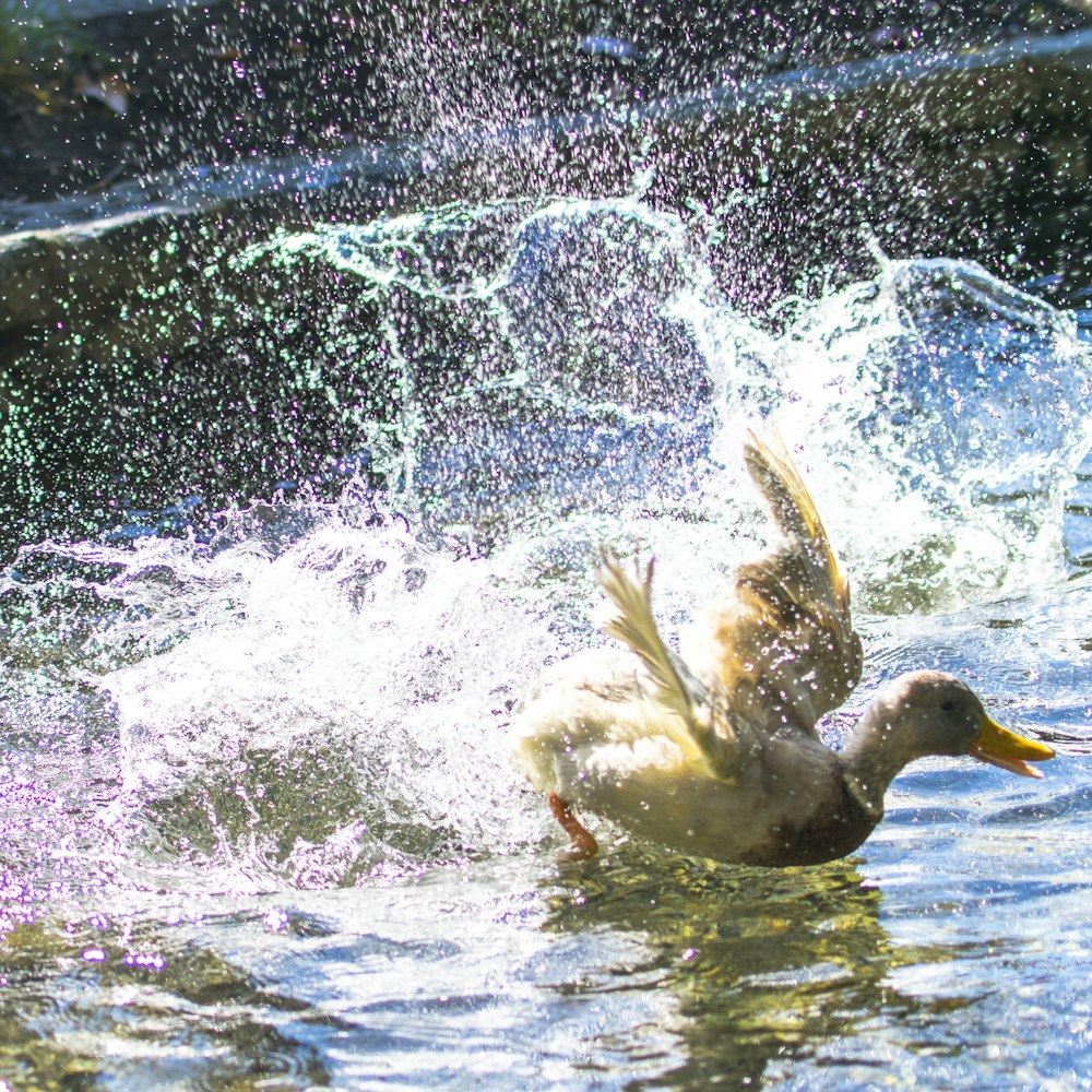 white duck on water during daytime