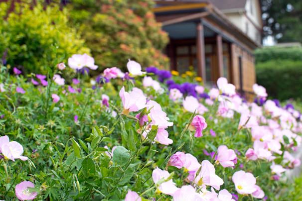 A vibrant garden with colorful flowers and neatly trimmed bushes surrounding a modern home.
