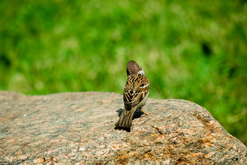 brown bird on brown rock during daytime