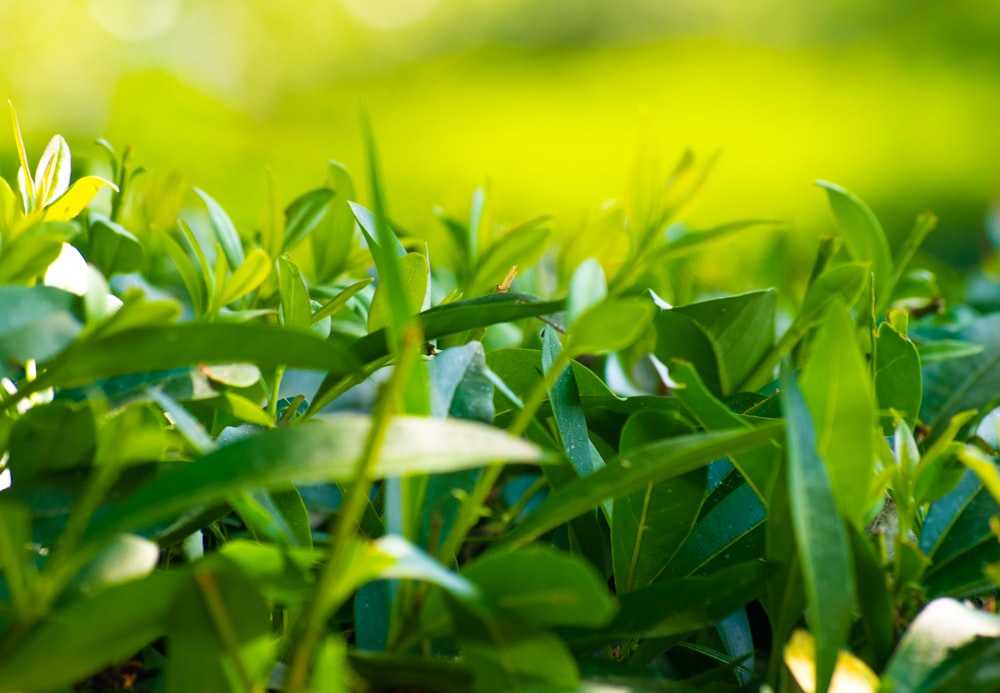 green plant in close up photography