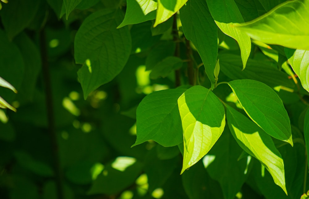 green leaves in macro lens