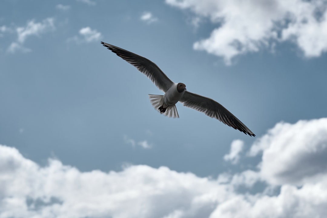 white bird flying under blue sky during daytime