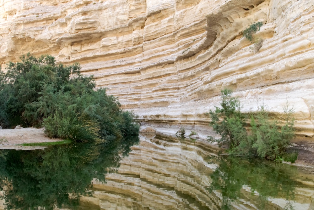 green trees beside brown rock formation