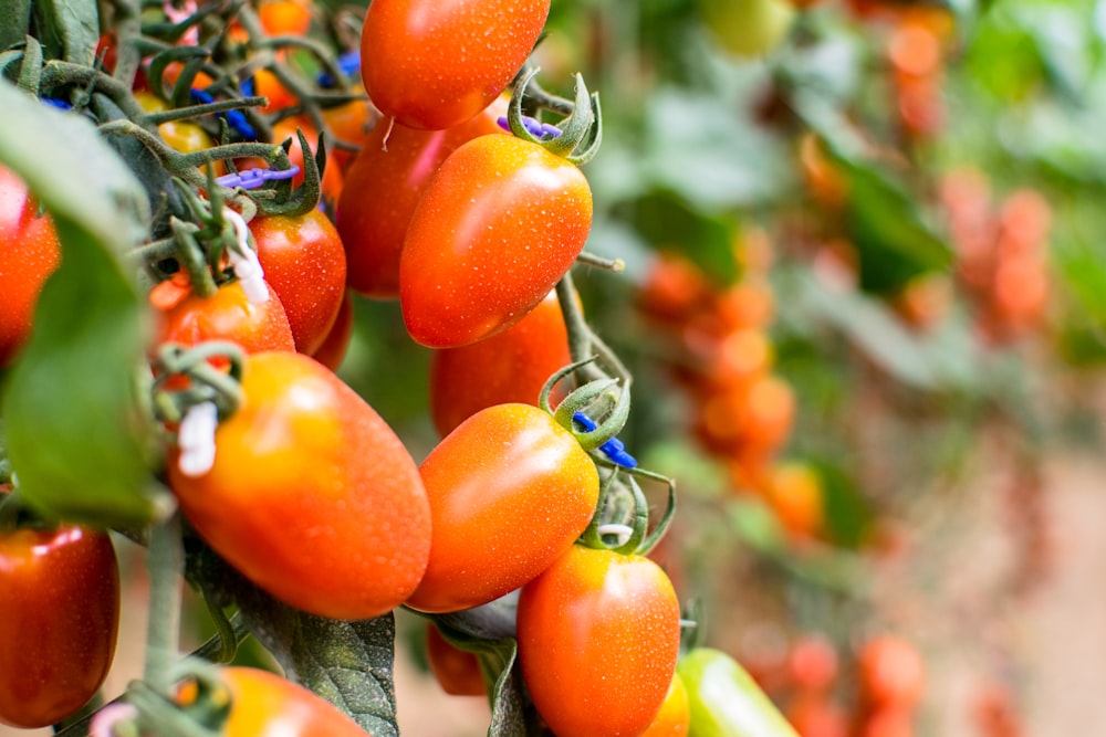 orange tomato fruit in close up photography
