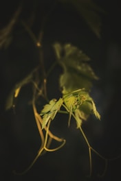 green plant in close up photography