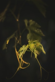 green plant in close up photography