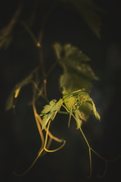 green plant in close up photography