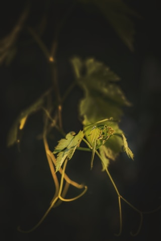 green plant in close up photography